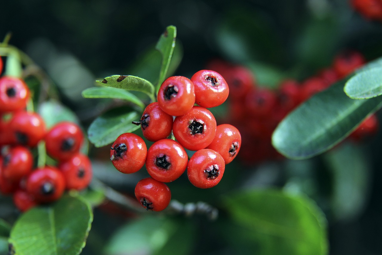 全英公开赛 全英公开赛